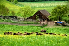 Bisons