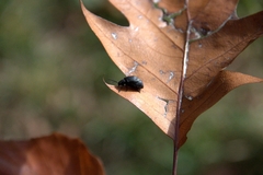 Käfer